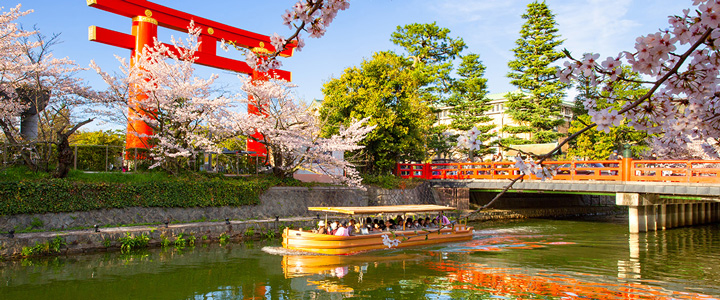 Der Okazaki-Kanal in Kyoto zeigt sich zur Kirschblüte mit rosafarbenen Blüten. Im Hintergrund ragt das Torii-Tor des Heian-Schreins hervor.